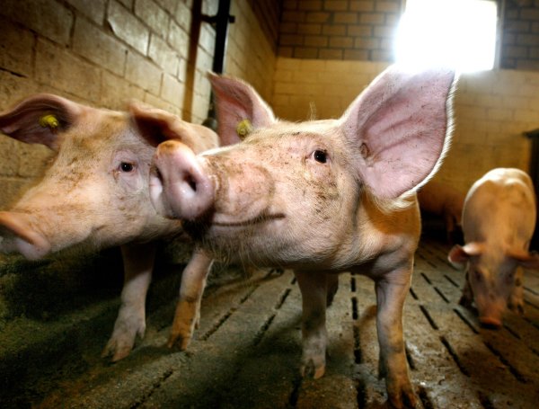 Bei einem Zuliefererbetrieb von Tönnies ist die Afrikanische Schweinepest ausgebrochen. - © Archiv: Andreas Frücht