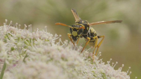 Wespen sind Nützlinge, daran besteht für Naturschützer überhaupt kein Zweifel. - © Robin Jähne
