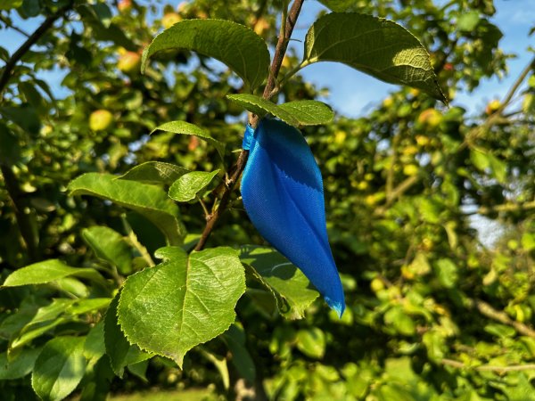 Blaue Bändchen kennzeichnen die gemeindeeignen „Pflück-Bäume“ wie hier an der mit Hilfe vom Naturpark Teutoburger Wald / Eggegebirge angelegten Streuobstwiese „An den Knickwiesen“. - © Gemeinde Schlangen