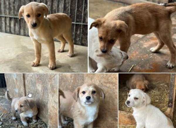 Diese fünf Welpen plus Mama suchen dringend ein Zuhause. - © Hundenothilfe OWL