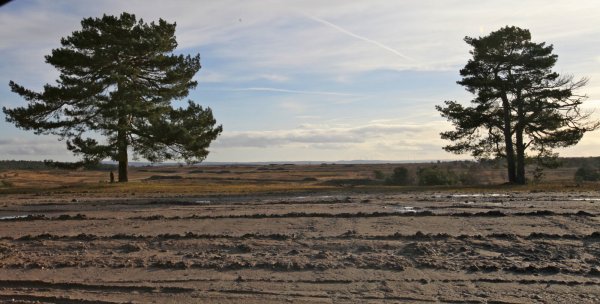 Die Grünen möchten einen Nationalpark Senne. CDU, FDP, Freie Wähler und Aufbruch C sind dagegen. Hier zu sehen ist ein Teil der Senne, in dem sich die Spuren der Militärübungen zeigen. - © Archivfoto: Vera Gerstendorf-Welle