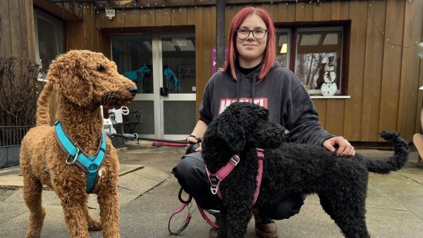 Laura Mielke (Bundesfreiwilligendienst) mit den Pudeln "Flash" (links) und "Skyla". Für die beiden und zwei weitere Pudel wird noch ein neues Zuhause gesucht. - © Sven Kienscherf
