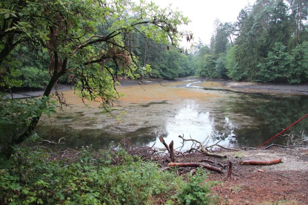 Um rund 1,5 Meter ist die Wasseroberfläche des Donoperteich durch das kaputte Stauwerk abgesunken. Die Reparaturen sind im Gang. - © Cordula Gröne(LZ)