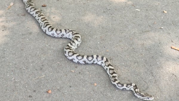 Auf der Lockhauser Straße wurde am Dienstag eine Schlange gesichtet, es ist allerdings nicht etwa eine Tigerpython, wie zunächst vermutet, sondern wahrscheinlich eine Kornnatter. - © Claudia Schlothauer