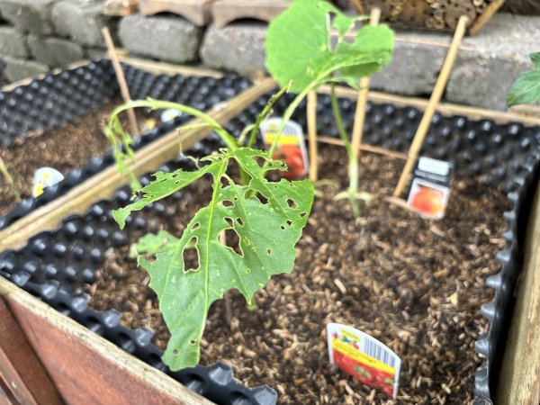 Das Hochbeet konnte die jungen Tomaten- und Paprikapflanzen unseres Redakteurs nicht schützen. Die aktuelle Schneckenplage treibt Hobbygärtner zur Verzweiflung. - © Eike Horstmann