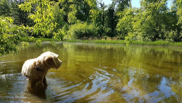 Hunde sollten in der Schon- und Setzzeit angeleint und auf den Wegen bleiben. Auch die Teiche sollten zum Schutz der Vögel von April bis Juni tabu sein. - © Katrin Kantelberg