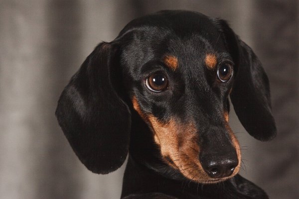 Bei den aktuellen Temperaturen kann ein Hund im Auto den Hitzetod sterben. - © Pixabay