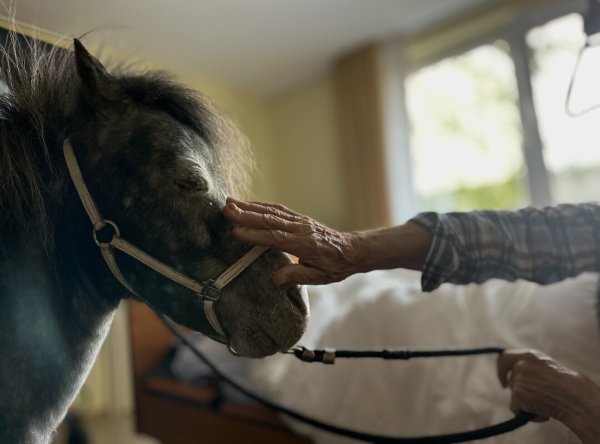 Für viele Seniorinnen und Senioren ist der Besuch der Ponys ein unbezahlbarer Glücksmoment. Pony Lion genießt die Streicheleinheit. - © Danielle Dörsing