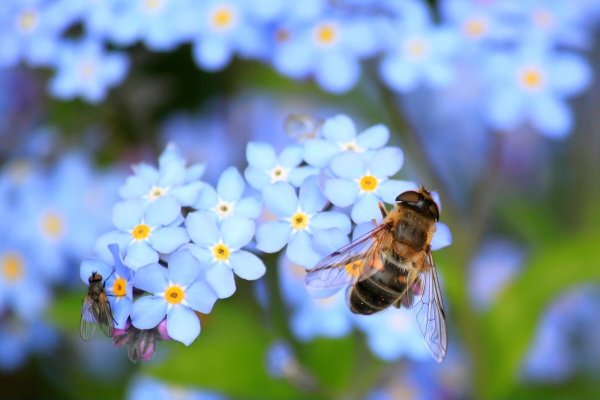 Der Umweltpreis Lippe 2023 soll den Schutz von Insekten fördern. - © Pixabay