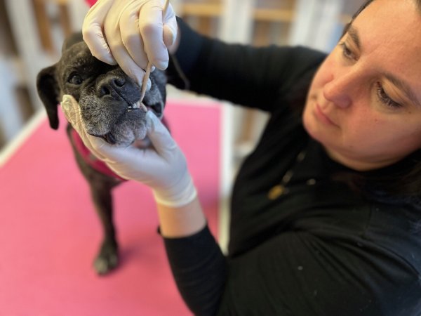 Auf den Zahn gefühlt: Hundefriseurin Ines Kleine bietet eine Zahnsteinentfernung ohne Narkose an - ein in Gütersloh bislang einmaliger Service. Hier lässt die fünf Jahre alte Bulldoggen-Mix-Dame "Luna" die Behandlung über sich ergehen. - © Christian Bröder