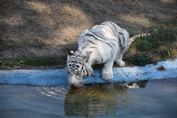 Die weißen Tiger zählen bis heute zu den Highlights des Safarilands. - © Sigurd Gringel