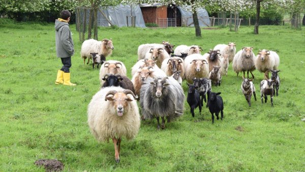 Das Gros der 50-köpfigen Drenthe-Heideschafherde sorgt für Entzücken bei den Besuchern. - © Karin Prignitz