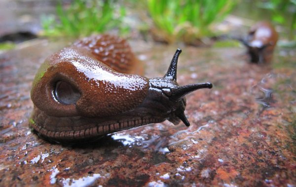 Die spanische Wegschnecke entwickelt sich aktuell in Deutschland für viele Hobbygärtner zur absoluten Plage. - © dpa