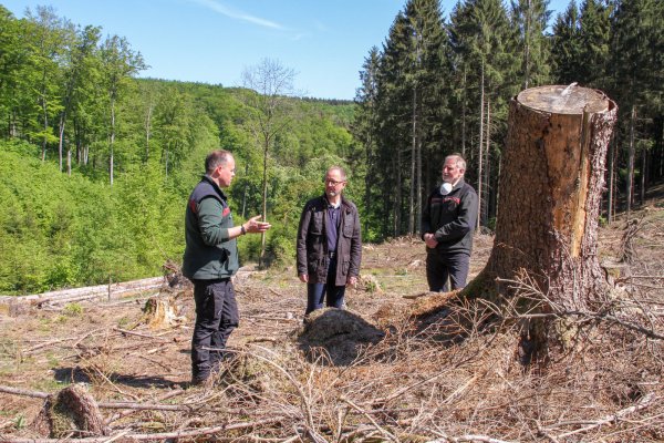 Verbandsvorsteher Jörg Düning-Gast (Mitte), Hans-Ulrich Braun, Leiter der Forstabteilung (rechts) und Förster Jens Tegtemeier (links) im Gespräch auf einer Schadfläche im Revier Nassesand, wo unter anderem Lärchen gepflanzt wurden. - © Landesverband Lippe