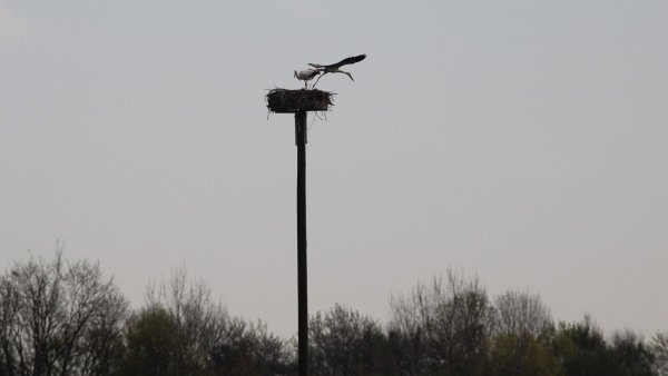 "Wachwechsel" auf dem Storchenhorst in Hölsen: Die Altvögel lassen die Eier nie allein. Anfang Mai schlüpfen die meist zwei bis drei Storchenküken - wenn alles gut geht. - © Annika Langhagel
