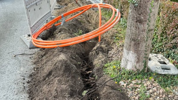 Beim Glasfaserausbau in Müssen ist mindestens ein Baum im Wurzelbereich beschädigt worden. Aufbruch C fordert, dass künftig Standards zum Schutz der Bäume eingehalten werden. - © Stefan Zibart