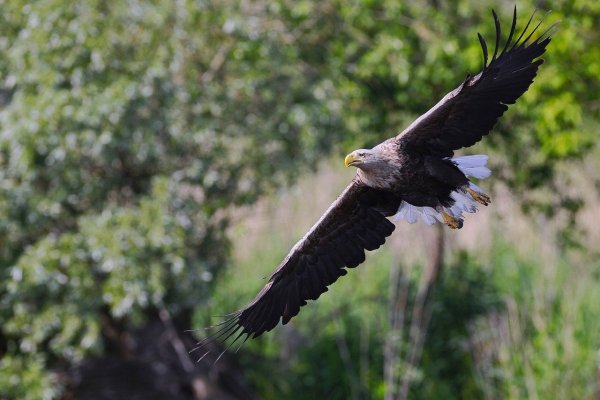 In NRW gibt es nur zwei bekannte Seeadlerpaare, eines davon lebt in Lippe. - © Symbolbild: Pixabay