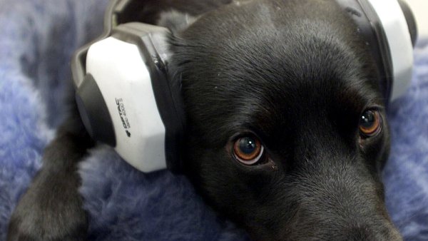 Besonders Hunde leiden an Silvester unter dem lauten Böllerknallen. Ob ein Gehörtschutz hilft, verrät eine Gütersloher Expertin. - © dpa