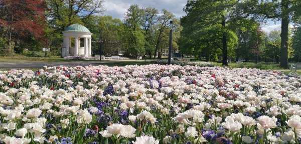 Diese Blütenpracht im noch geschlossenen Kurpark können Besucher ab dem morgigen Donnerstag selbst in Augenschein nehmen. - © Staatsbad GmbH