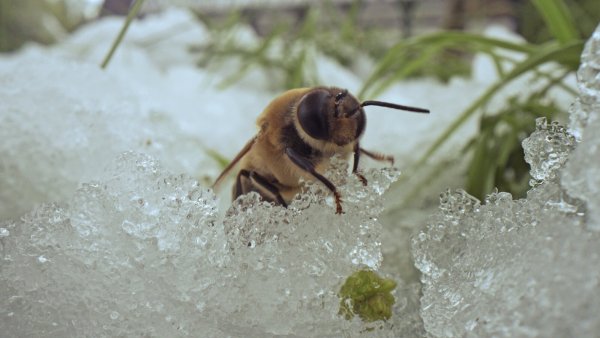 Der Erkundungsflug ist der Biene am Wochenende zum Verhängnis geworden: Sie kam vom Schnee nicht mehr hoch. - © Robin Jähne
