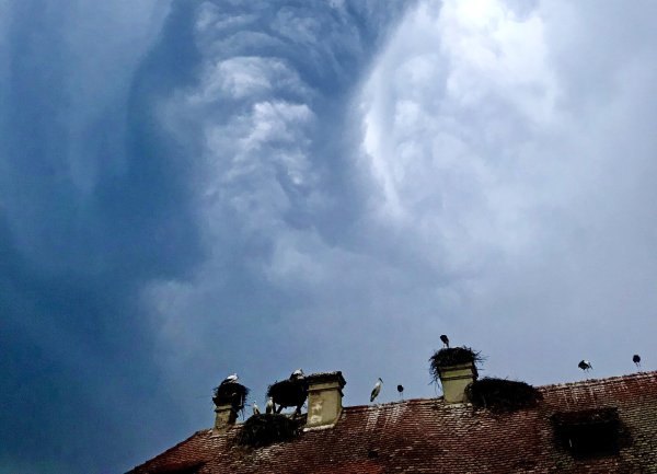 Mehrfach fuhr Robin Jähne von Detmold zum Bodensee, um die richtigen Bilder von einem Sturm über den Störchen in Salem in den Kasten zu bekommen. Schließlich klappte es. - © Robin Jähne
