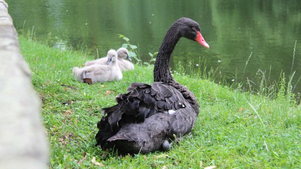 Einer der Trauerschwäne sitzt mit den beiden verbliebenen Jungtieren am Ufer des Schlossgrabens. Das dritte war vergangene Woche tot aufgefunden worden. - © Jana Beckmann