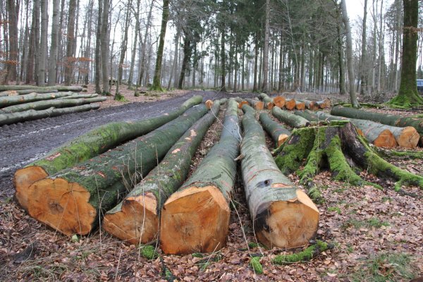Das gewonnene Holz kommt der heimischen Industrie zugute. So werden die Transportwege reduziert und die örtliche Wirtschaft unterstützt. - © Landesverband Lippe