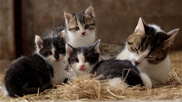 Viele Katzen - auch Muttertiere mit Jungen - füllen derzeit die Tierheime. - © Pixabay