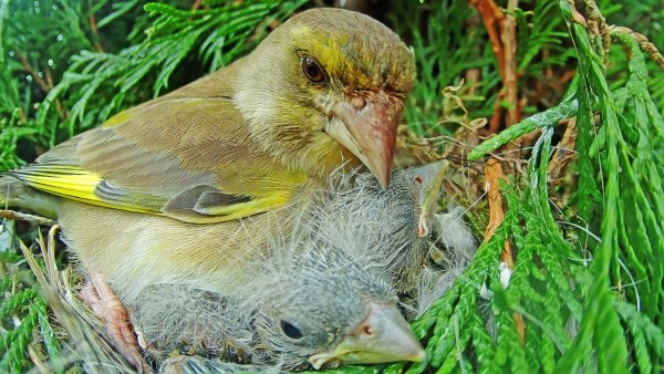 Die Grünfinken haben den Wintereinbruch gut überstanden. Praktischerweise ernähren sie sich nicht von Insekten, sondern von Körnern und Beeren, die sie zu dieser Jahreszeit noch gut finden. Robin Jähne hat eine Kamera am Nest montiert. - © Robin Jähne