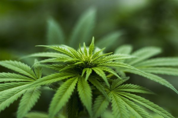 Eine Marihuana-Plantage soll in Lage betrieben worden sein. - © Symbolbild: Pixabay