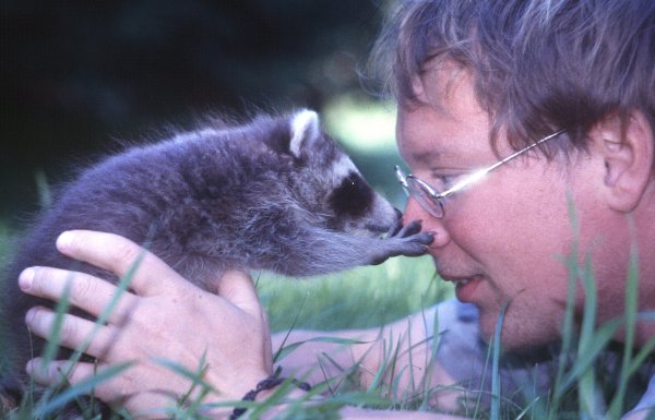 In seinen Anfangsjahren als Tierfilmer waren Waschbären noch nicht so eine Plage wie heute. Robin Jähne hat dieses Waisenkind hier mit der Hand aufgezogen und von klein Wotan eine Menge gelernt. Später bekam der Vierbeiner ein neues Zuhause in einem Tierpark. - © Robin Jähne