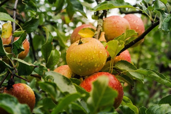 Äpfel sind gesund und gerade die älteren Sorten bieten viele Vitamine. - © pixabay