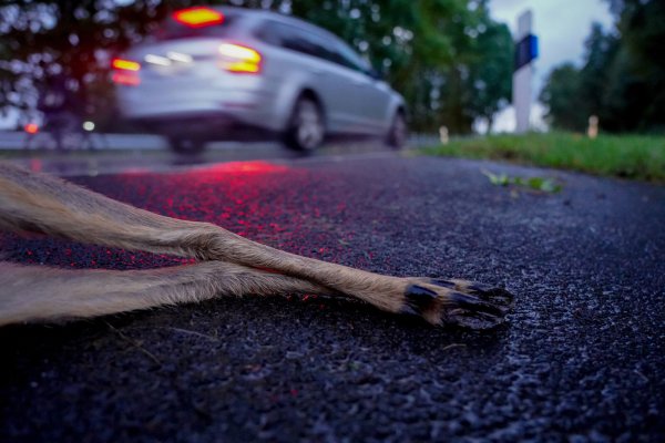 Wildunfälle kommen mit früh einsetzender Dämmerung häufiger vor. - © Kapuhs/DJV