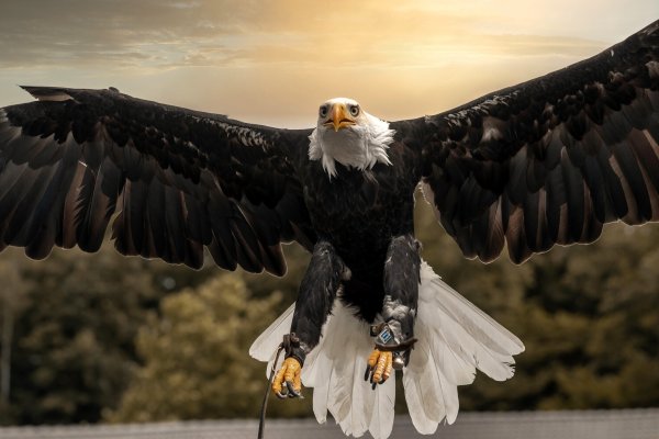 Weißkopfseeadler gönnt sich hin und wieder einen weiten Ausflug. - © Stadt Detmold