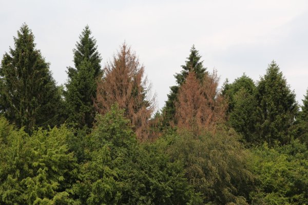 Abgestorbene Fichten sind auch im Blomberger Stadtwald vereinzelt zu sehen.