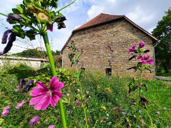 Vor mehr als einem Jahr hatten Schwalenberger Kinder neben dem Mehrgenerationenhaus eine Blühwiese angelegt, um Insekten einen Lebensraum zu schaffen. - © Michaela Weiße