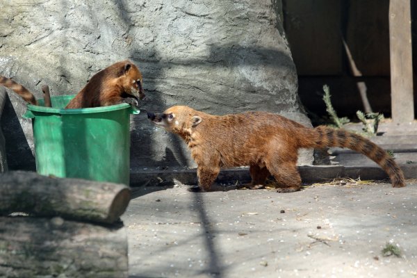 Die Nasenbären im Tierpark halten nichts von einer Kontaktsperre.  - © Frank-Michael Kiel-Steinkamp