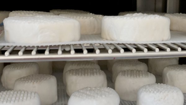 Veganer Käse im Labor des Berliner Startups Formo. - © Karlotta Ehrenberg/dpa
