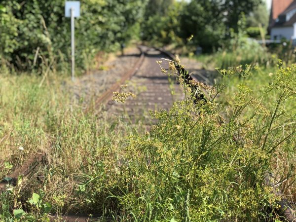 Ob es sich lohnt, die Strecke zwischen Lemgo-Lüttfeld und Barntrup zu reaktivieren - hier der Bahnübergang an der Schäfertor-Brücke - soll nun untersucht werden. - © Till Brand