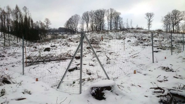 Der Zaun schützt die Aufforstungsfläche vor Wildverbiss.  - © Marketing Extertal e.V.