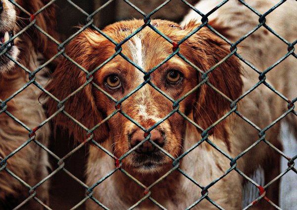 Durch die Befreiung der Hundesteuer sollen auch "Langzeitinsassen" eines Tierheims eine Chance auf Adoption bekommen. - © Symbolbild: Pixabay