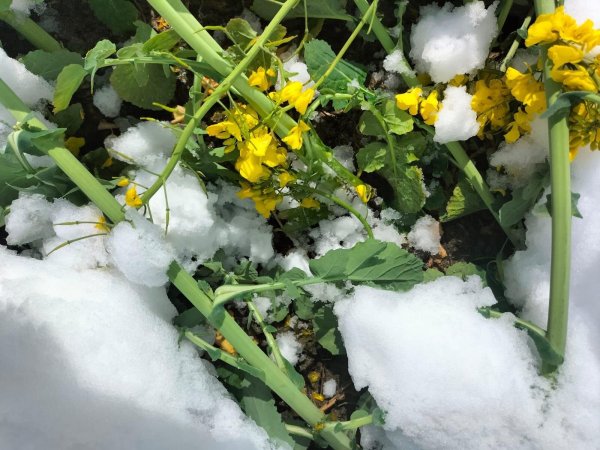 Völlig verschneit präsentierte sich der Raps am vergangenen Wochenende in Teilen des Kreises Höxter. Die Schäden sind beträchtlich. - © Janek Güthoff