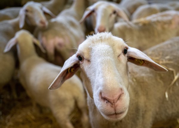 Für die Blauzungenkrankheit sind demnach Wiederkäuer wie Rinder, Schafe, Ziegen, Alpakas und Lamas sowie Wildwiederkäuer empfänglich. - © Peter Kneffel