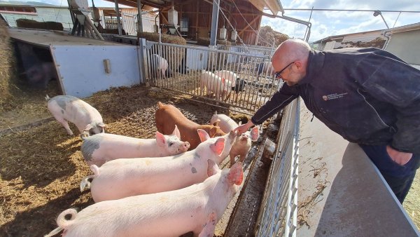 Jederzeit können sich die Schweine in den überdachten Teil des Offenstalls zurückziehen. Dass Matthias Petig ein Herz für seine Tiere hat, ist ihm deutlich anzumerken. - © Marianne Schwarzer