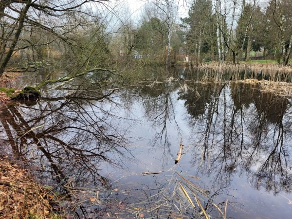 Der Teich in Hörste ist ein Idyll. Im Dickicht versteckt lebt mittlerweile ein Nutria. Wer genau hinschaut, sieht hinten Teile des Freibades. Ob es im Bereich der Wasserfläche Reste eines Moores gibt, will der Naturschutzbund prüfen. - © Astrid Sewing