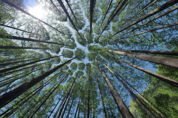 Der Leiter der Forstabteilung des Landesverbands hat in Schlangen über dessen Wiederaufforstungsaktivitäten gesprochen. - © Symbolfoto: pixabay/lefteye81
