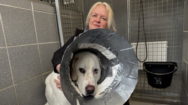 Melanie Vogt mit "Kostja". Der Hund muss aufgrund einer vorangegangenen Augenoperation derzeit einen Trichter tragen, damit er sich nicht am Auge kratzt. - © Sven Kienscherf