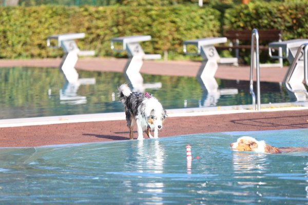 Noch etwas zögerlich steht der Australian Shepherd am Beckenrand, während sein Artgenosse schon durch das Becken des Bega Bades schwimmt. - © Stadtwerke Bad Salzuflen