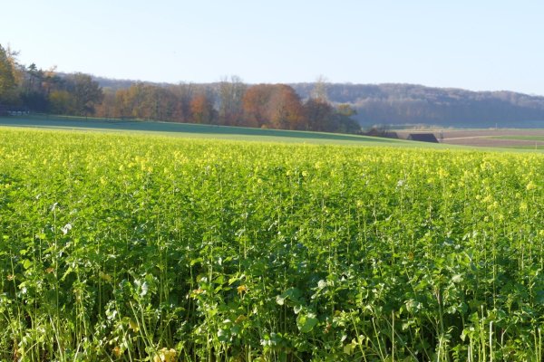 Zwischenfrüchte – wie hier der gelb blühende Senf - haben positive Effekte für den Acker auch bei Starkregen, sagt Professor Dr. Burkhard Wrenger von der TH OWL. - © WLV