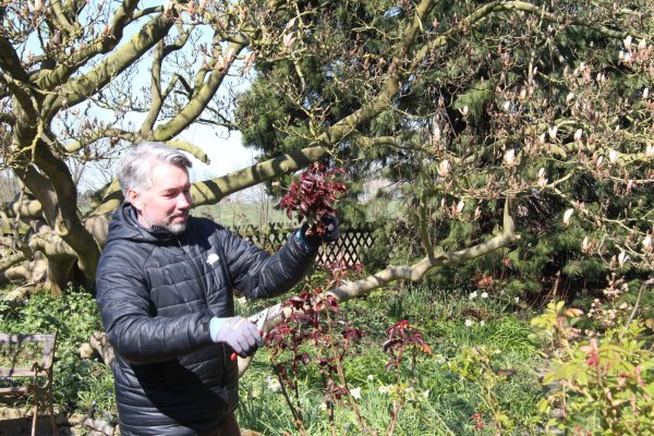 Thomas Dornfeld nutzt die warmen Sonnenstrahlen, um an Rosen und Stauden Vertrocknetes abschneiden. - © Cordula Gröne(LZ)